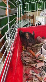 Cucciolo di cincilla' allevato a mano black/grey