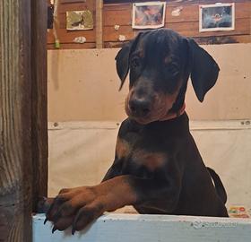 Dobermann