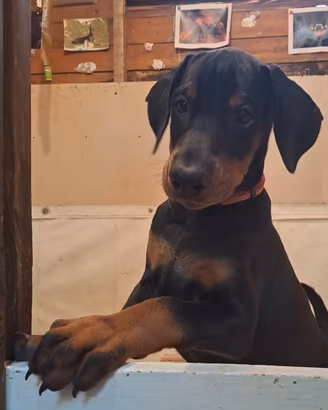 Dobermann