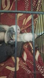 Furetto cuccioli