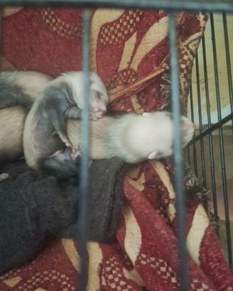 Furetto cuccioli