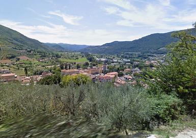 Uliveto più annesso