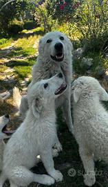 Cucciolo pastore maremmano abruzzese