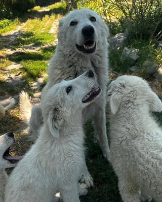 Cucciolo pastore maremmano abruzzese