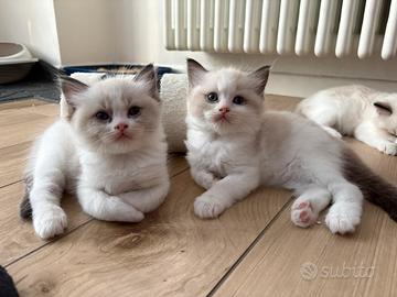 Cuccioli di Ragdoll con pedigree