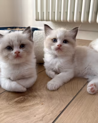 Cuccioli di Ragdoll con pedigree