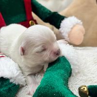 Chihuahua pelo lungo