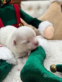 Chihuahua pelo lungo