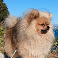 Volpino nano Pomerania per Monta Accoppiamento