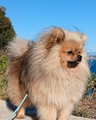 Volpino nano Pomerania per Monta Accoppiamento