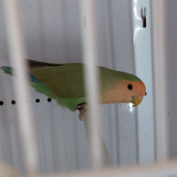 Femmina inseparabile