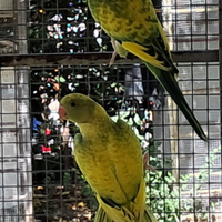 Pappagalli di varie specie