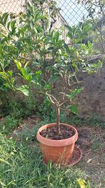 limone fiorentino
