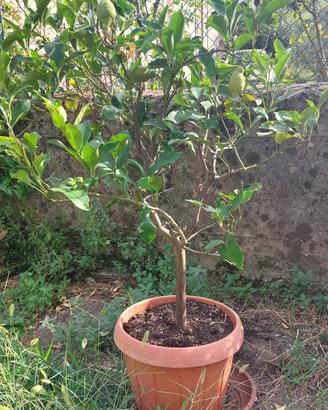 limone fiorentino