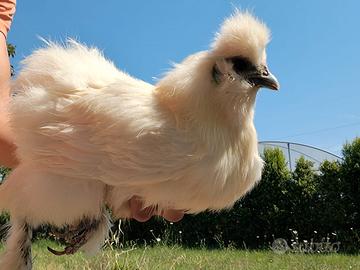 Gallina Moroseta
