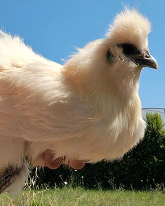 Gallina Moroseta