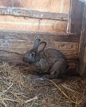 Conigli adulti e cuccioli - Monti (SS)