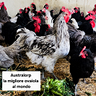 galline-australorp