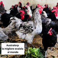 Galline australorp