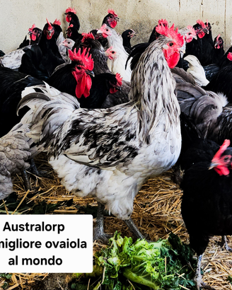 Galline australorp