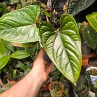 pianta anthurium regale x 