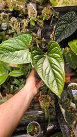 pianta anthurium regale x 
