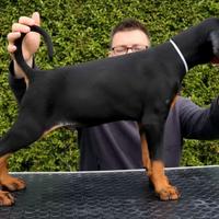 Cuccioli di Dobermann selezionati u
