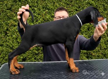 Cuccioli di Dobermann selezionati u
