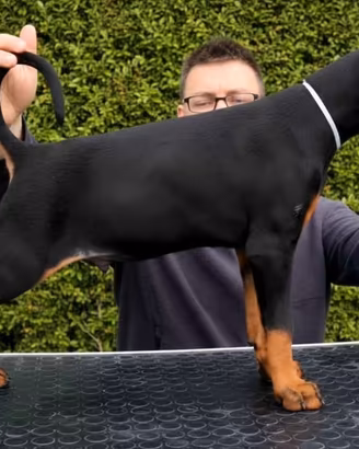 Cuccioli di Dobermann selezionati u