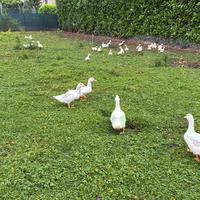 Disponibile , Papere