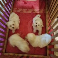 Cuccioli Mini Maltese
