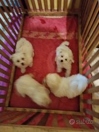 Cuccioli Mini Maltese