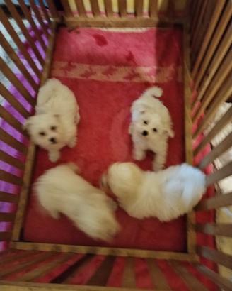 Cuccioli Mini Maltese