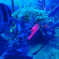 Acquario Marino coralli