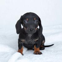 Cucciola di Bassotto