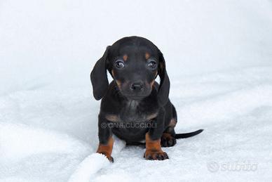 Cucciola di Bassotto