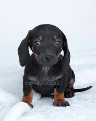 Cucciola di Bassotto