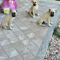 Taglia media incrocio pitbull maremmano cane docil