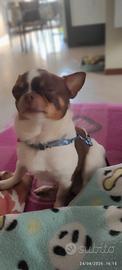 Ciwawa. Linea Russa 4Anni Con Pedigree Enci