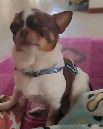 Ciwawa. Linea Russa 4Anni Con Pedigree Enci