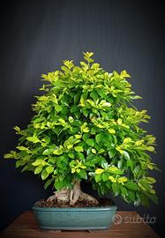 Duranta (Durantha repens)