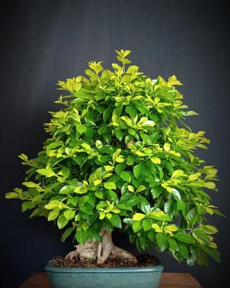 Duranta (Durantha repens)