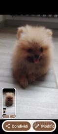 Spritz tedesco nano