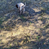 Cani da tartufi
