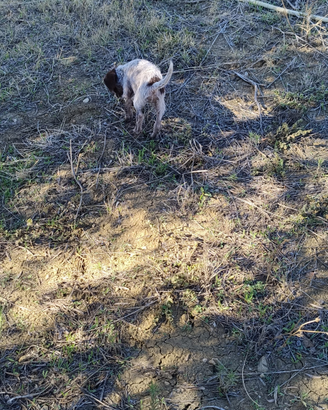Cani da tartufi