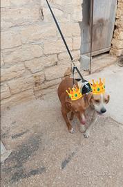 Cani da caccia Beagle e mezze orecchie