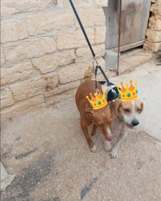 Cani da caccia Beagle e mezze orecchie