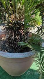 Palma Cycas Revoluta