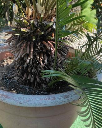Palma Cycas Revoluta