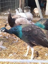 Pavoni Midnight Nigripennis 2021